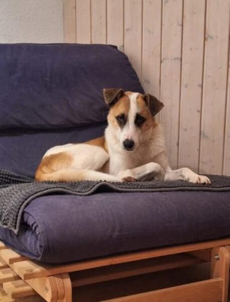 Fitje *  ein Herz auf vier Pfoten 🐾