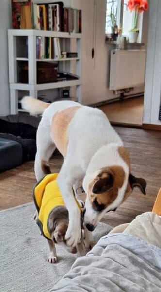 Fitje *  ein Herz auf vier Pfoten 🐾