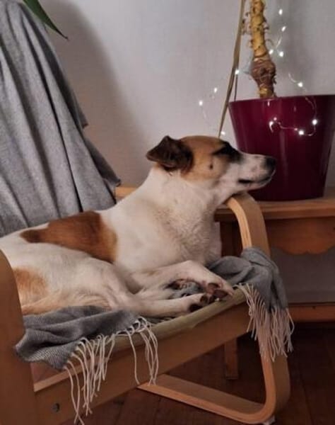 Fitje *  ein Herz auf vier Pfoten 🐾