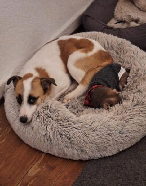 Fitje *  ein Herz auf vier Pfoten 🐾