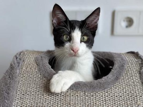 Bergamo möchte zu Ihnen gehören