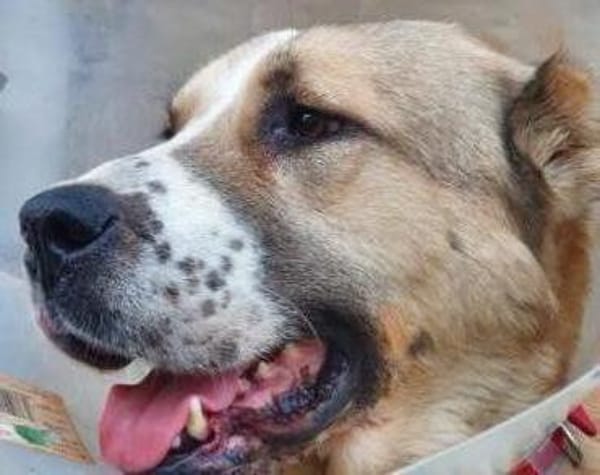 Verliebst du dich in die tapfere Aurora?