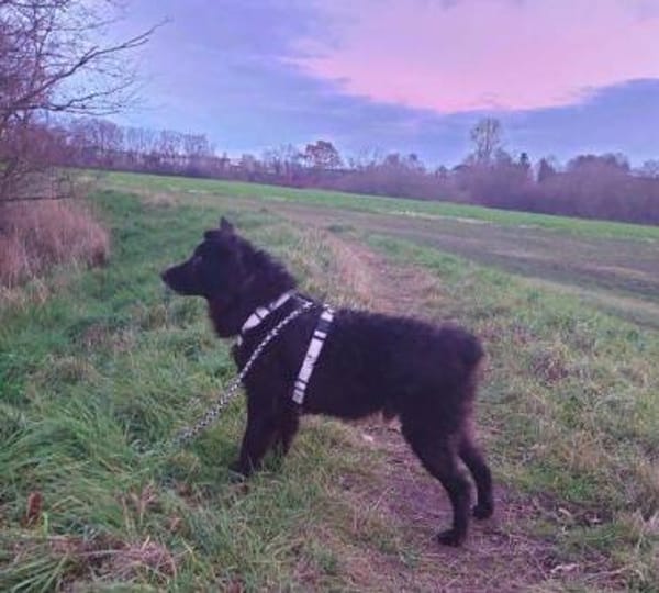 Wer gibt BLACKY 3 ein Zuhause