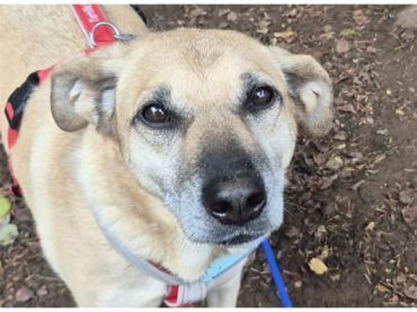 Zamira - wartet in 96160 Geiselwind