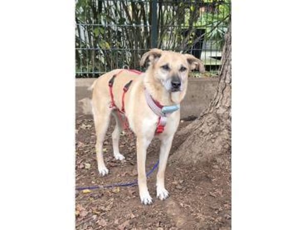 Zamira - wartet in 96160 Geiselwind