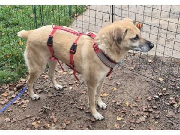 Zamira - wartet in 96160 Geiselwind