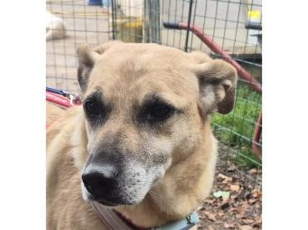 Zamira - wartet in 96160 Geiselwind