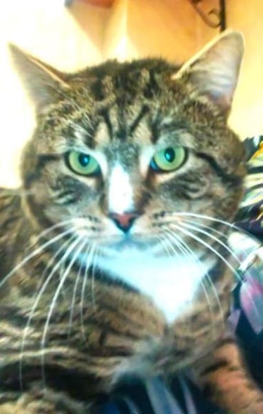 RAMBO - der noch ein Zuhause sucht......