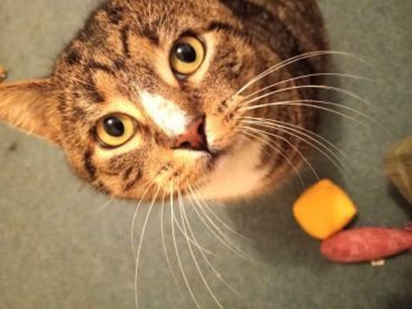 RAMBO - der noch ein Zuhause sucht......