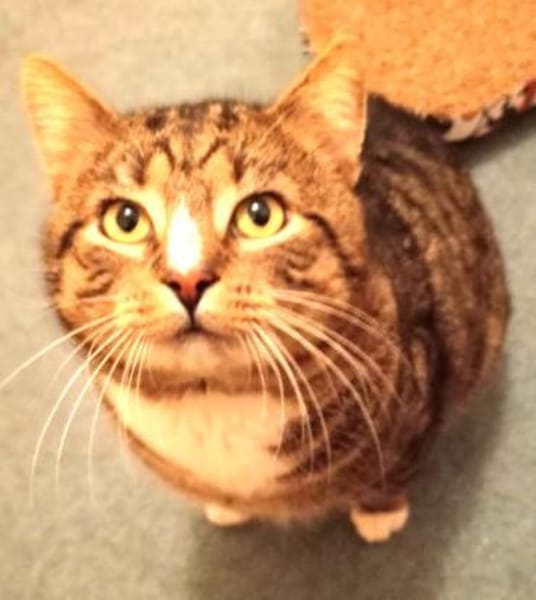 RAMBO - der noch ein Zuhause sucht......