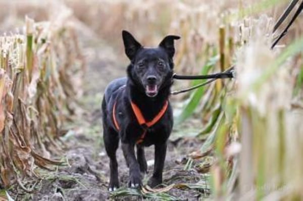 MAUSI -braucht Menschen mit einem Plan-