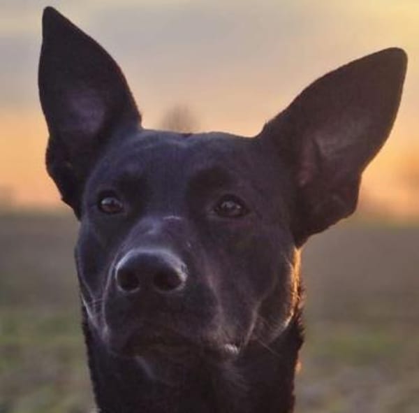 Koa - typisch Malinois