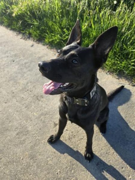 Koa - typisch Malinois