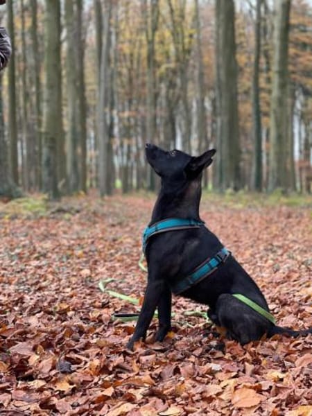 Koa - typisch Malinois