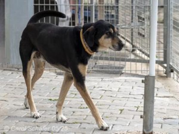Slouber ist ein unkomplizierter Rüde