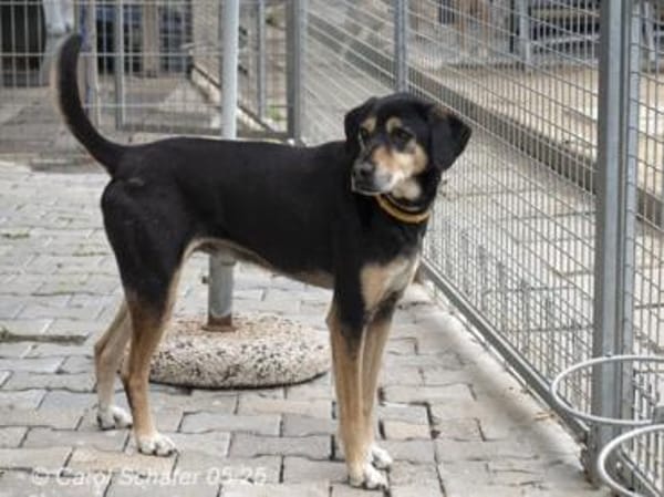 Slouber ist ein unkomplizierter Rüde