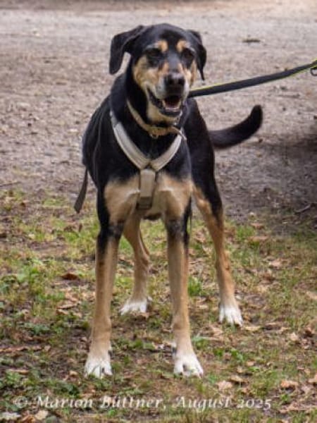 Slouber ist ein unkomplizierter Rüde