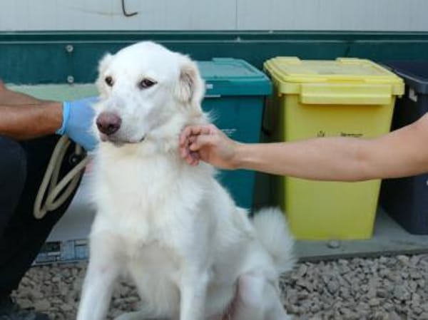 Zorro möchte zu Ihrer Familie gehören