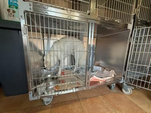 Zorro möchte zu Ihrer Familie gehören