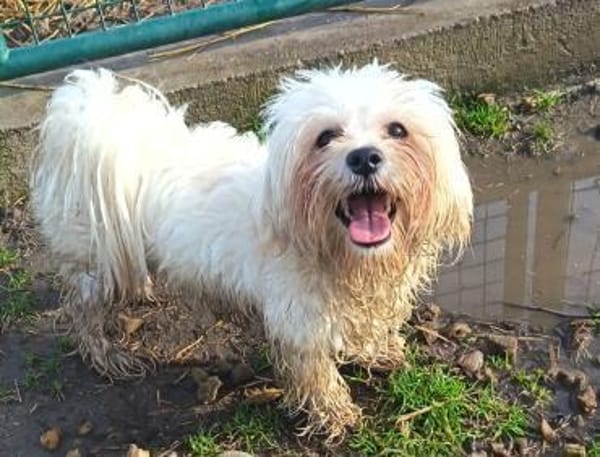 Charmanter Pako sucht euch