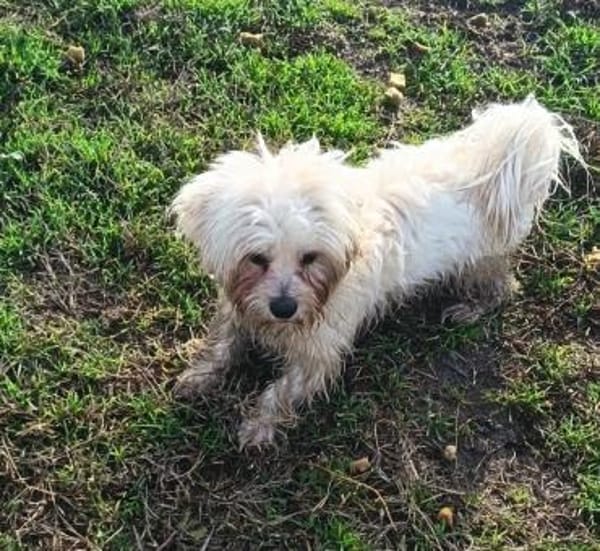 Charmanter Pako sucht euch