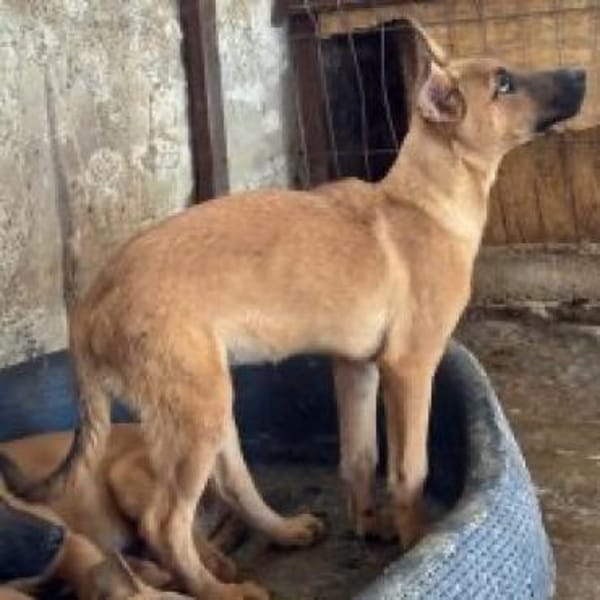 Jette - die fröhliche Maus 🐾