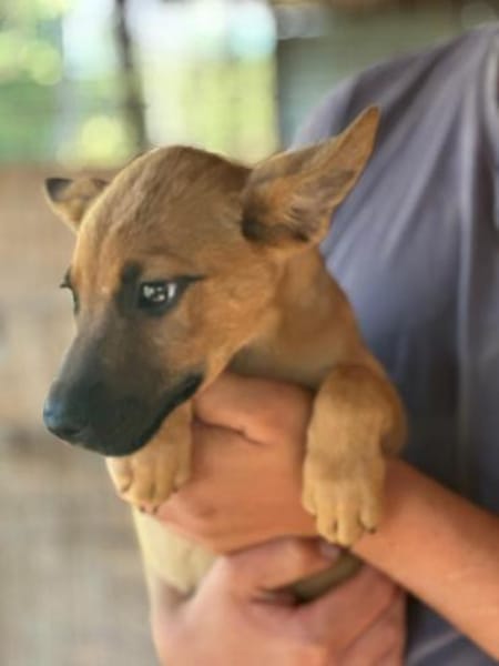 Jette - die fröhliche Maus 🐾