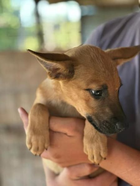 Jette - die fröhliche Maus 🐾