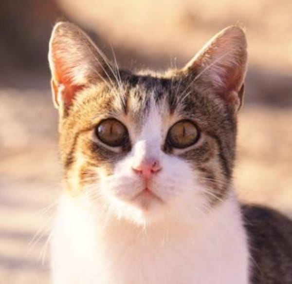 Süße, fröhliche Katze Ashley