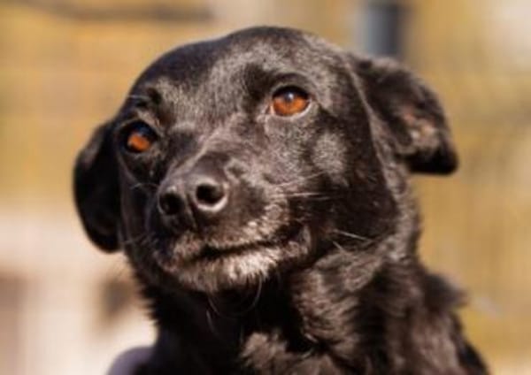 Zora in 90530 Wendelstein