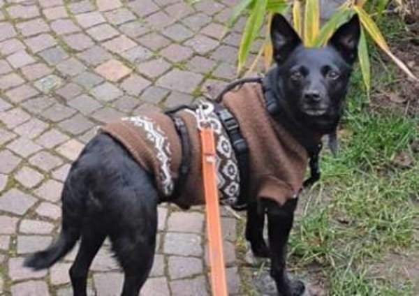 Zora in 90530 Wendelstein