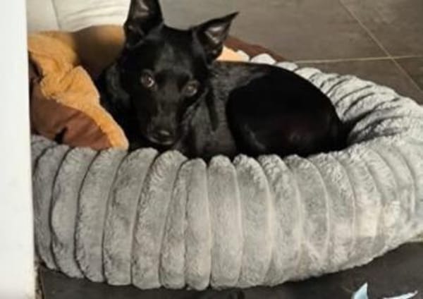 Zora in 90530 Wendelstein