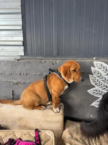 Süße Bailey sucht ein Zuhause