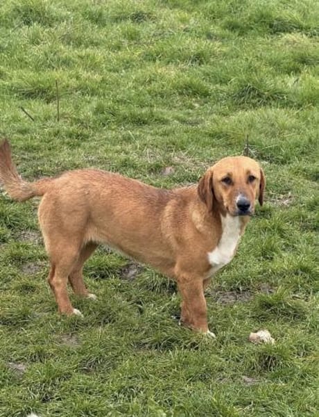 Süße Bailey sucht ein Zuhause