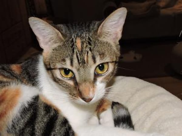 Lidara verschmustes Glückskätzchen