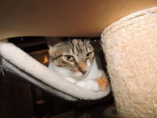 Lidara verschmustes Glückskätzchen