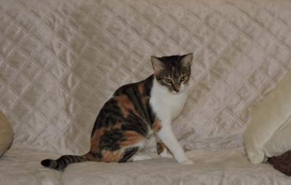 Lidara verschmustes Glückskätzchen