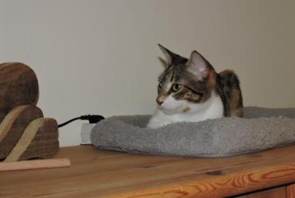 Lidara verschmustes Glückskätzchen