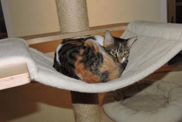 Lidara verschmustes Glückskätzchen