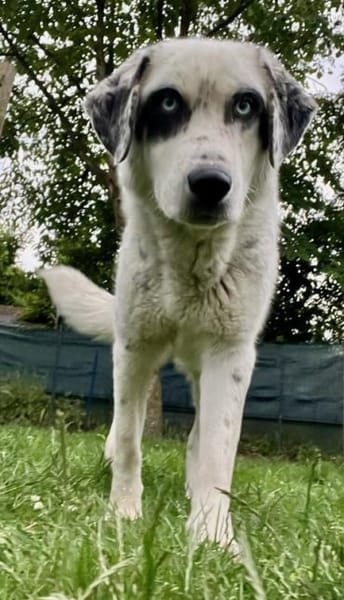 Snow, geb. ca. 06/2023, 47652 Weeze