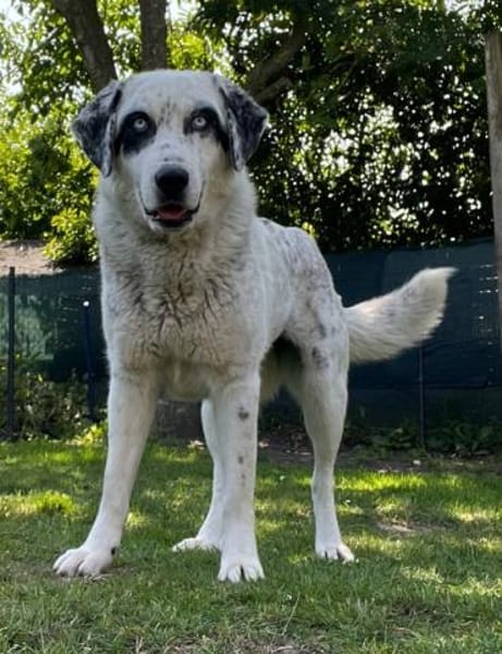 Snow, geb. ca. 06/2023, 47652 Weeze