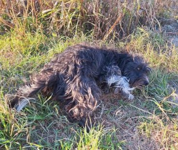 Liebe Suri wartet auf DICH 💞 (E)