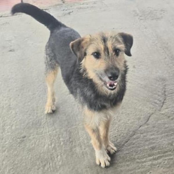 verschmuste Greta ❤ sucht ihr Glück