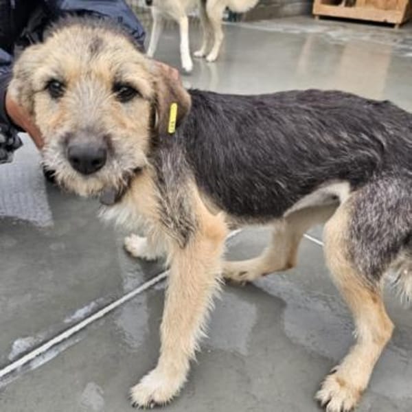 verschmuste Greta ❤ sucht ihr Glück