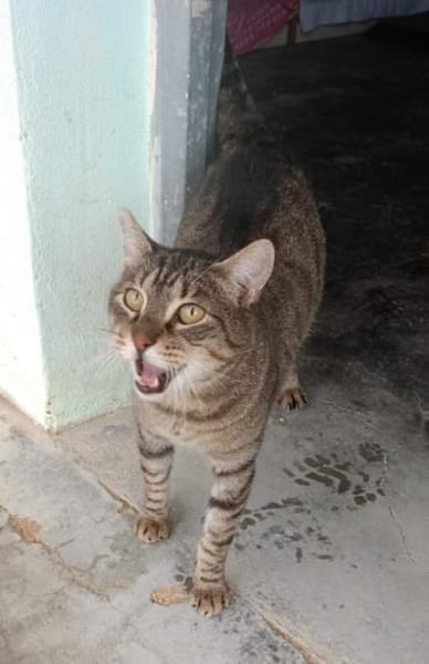 Liebevoller Kater Cádiz