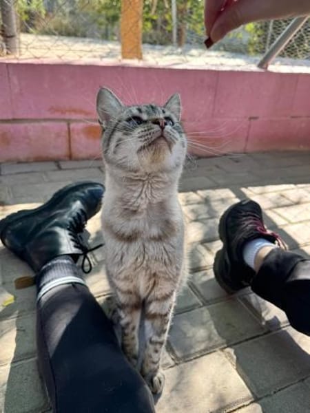 Gutmütiger Kater Bizcocho