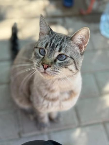 Gutmütiger Kater Bizcocho