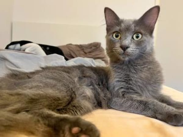 Belle sucht liebevolles Zuhause