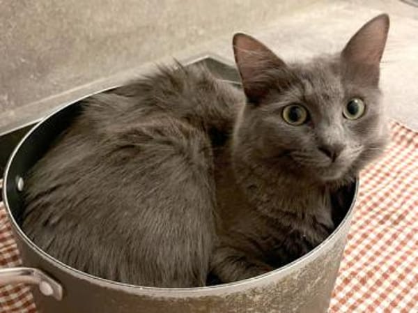 Belle sucht liebevolles Zuhause