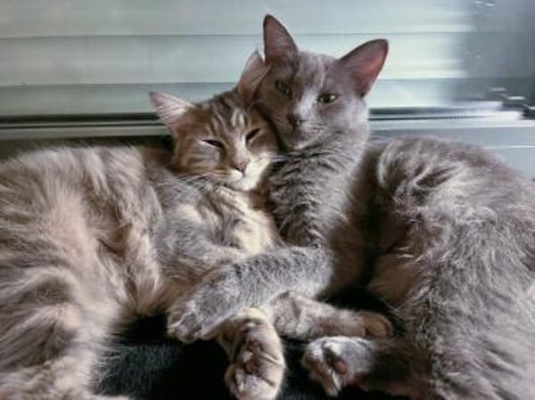 Belle sucht liebevolles Zuhause